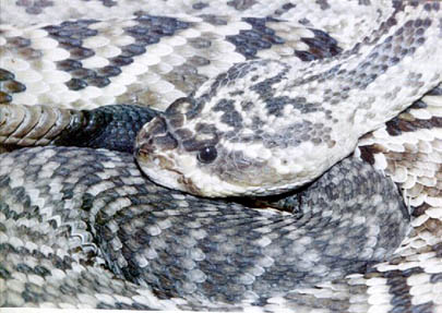C. mollossus.jpg [70 Kb]